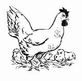 Chicken Coloring Chicks Pages Edupics sketch template