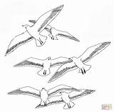 Coloring Pages Seagull Seagulls Printable Flying Kleurplaat Meeuwen Kids Para Colorear Gaviotas Dibujo Meeuw Template Sheet Patterns Book Seaguls Bird sketch template