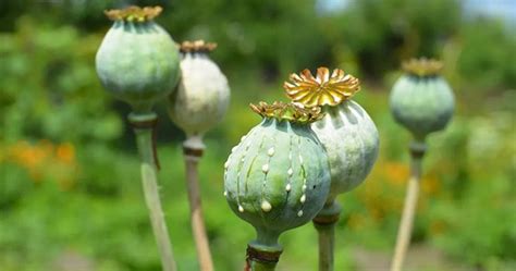 fourth highest seizure  opium    reported  india