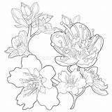 Blossoms Almond Flower sketch template
