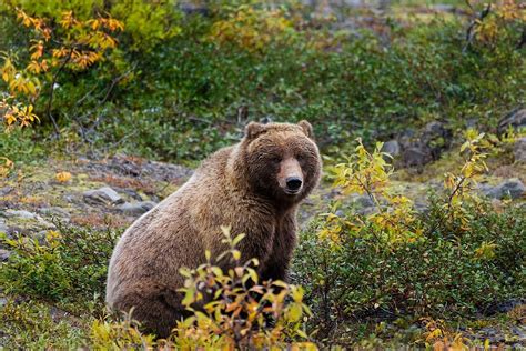 grizzly bear facts   strongest bear   world