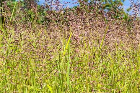 red fescue gardenia