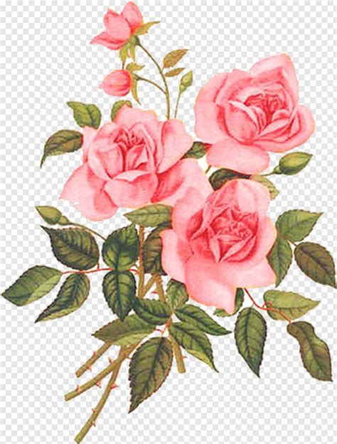 Pink Rose Flower Rose Flower Rose Flower Vector Single Rose Flower