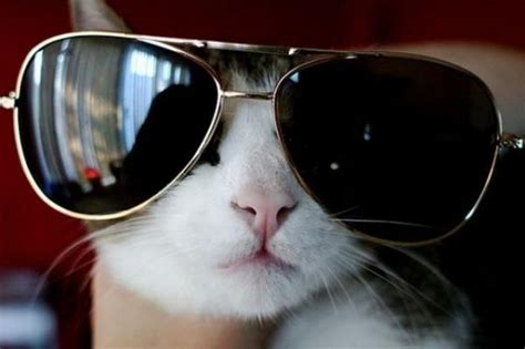 Cute Cats Wearing Glasses Cat Wearing Glasses Funny Cats