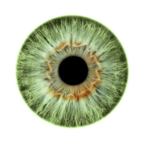 green eye photograph  science photo library