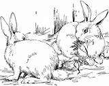 Cottontail Rabbit Rabbits Bunnies Coloringtop sketch template