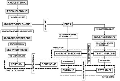 hormones gr