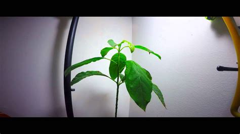 Avocado Tree Comes Back To Life Time Lapse Youtube