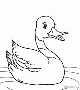 Duck Coloring Realistic Pages Getcolorings Mallard Color sketch template