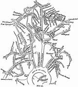 Arteries Extremity Lower Etc Clipart Systemic Circulation Human Large Usf Edu Medium Original sketch template