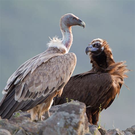 vultures rewilding europe