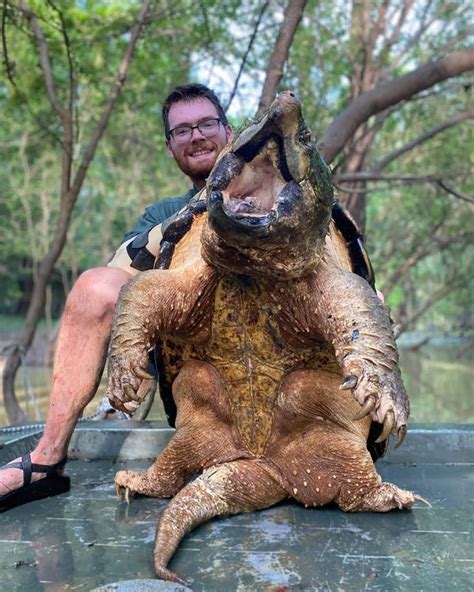 Researchers Capture 147 Pound Alligator Snapping Turtle In Mississippi