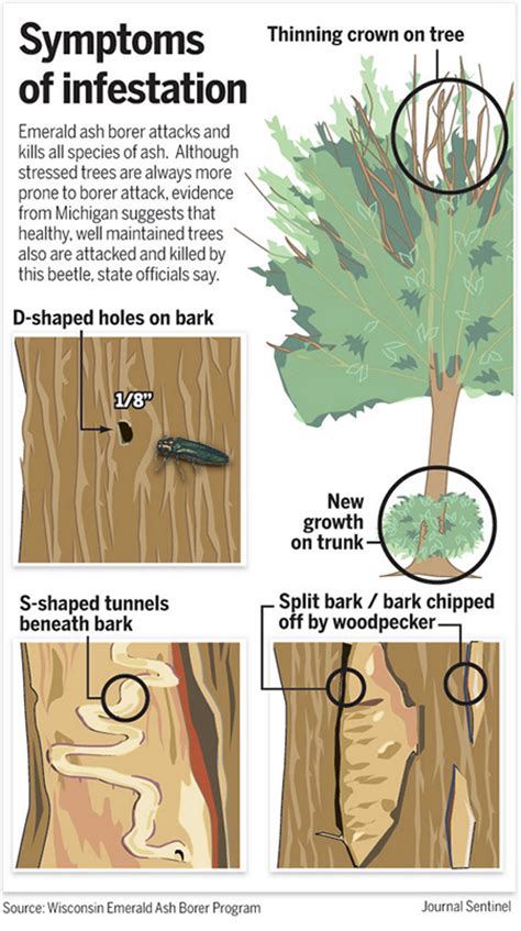 how to spot and prevent emerald ash borer