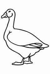 Goose Coloring Pages Printable Animal Kids Clipart Baby Color Print Pdf Coloringhome Library Popular Comments sketch template