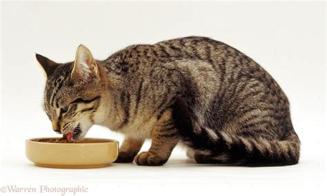 tabby cat eating   bowl photo wp