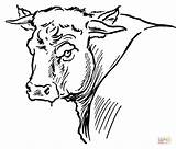 Toros Byki Byk Colorare Stier Byka Kolorowanki Kolorowanka Pintar Krowy Vacas Druku Bulls Disegno Disegnare sketch template