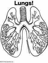 Organs Human Body Printable Organ Worksheet Life Kids Anatomy sketch template