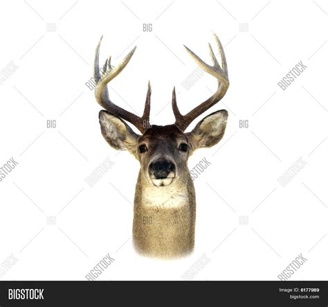 whitetail deer head isolated stock photo stock images bigstock