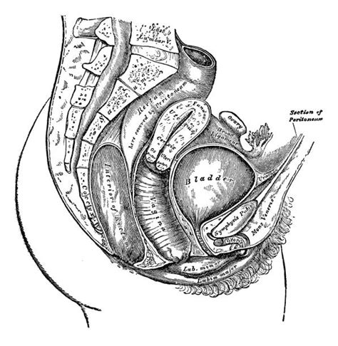 klitoris illustrationerillustrationer och vektorbilder istock