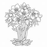 Hellebore Lenten Helleborus Foliage sketch template