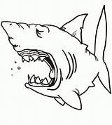 Shark Requin Squali Cliparts Pez Sharks Tiburones Greatestcoloringbook Peces Scary Stampare sketch template