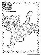 Coloring Pages Jaguar Baby Diego Printable Kids Color Animals Dora Movie Getcolorings Print Ba sketch template
