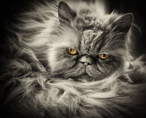 scary cat photograph  carl  fine art america