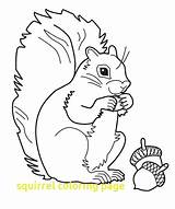 Squirrel Coloring Pages Gray Cartoon Color Getcolorings Printable Template sketch template