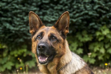 time     essential guide  adopting  retired police dog