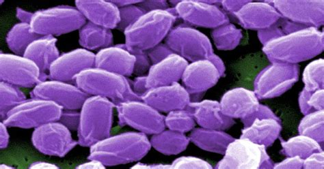 army lab lacked effective anthrax killing procedures   years