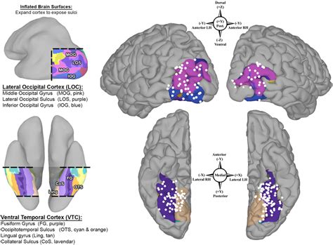 Population Coverage Of Higher Level Visual Cortex