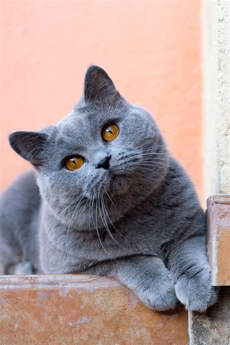 reasons      british shorthairs