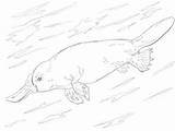 Platypus Ornitorrinco Nadando Billed Categorias sketch template