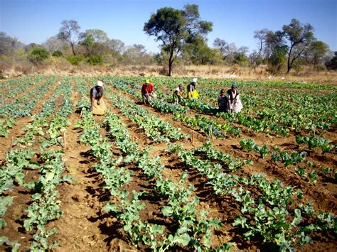 land  tenure  zimbabwes communal areas  land reform