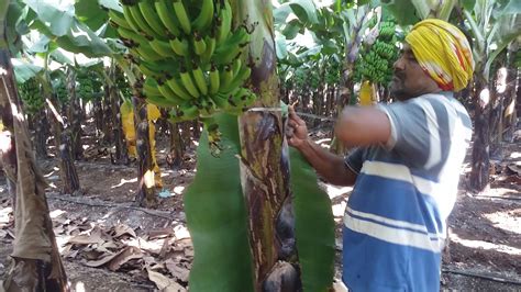 Best Tech Bananas Farming During 7 Month Indian केली ना गिरने