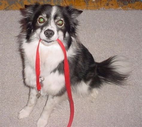 maklumat  gambar breed dog border ski anjing