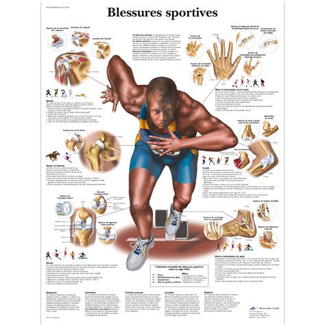 blessures sportives  vruu muscle  scientific