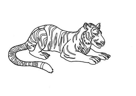 tiger  illustration  siberian tiger coloring page siberian