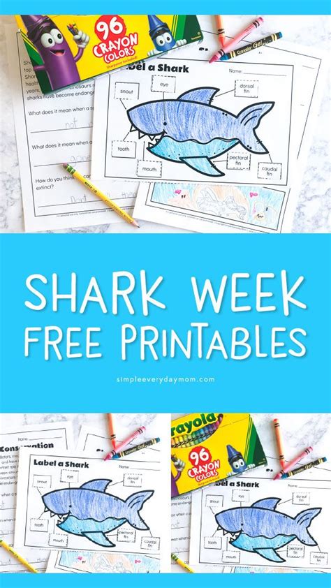 printable shark worksheets  teach kids kindergarten