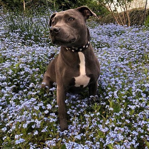 owning  staffordshire bull terrier guide
