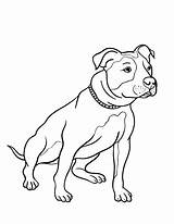 Pitbull Colorare Terrier Disegni Kawaii Tiernos Cani Colouring Staffy Staffordshire Técnicas Bordado Clavos Hilos únicos Remeras Pitbulls Designlooter sketch template