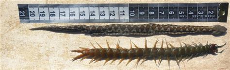 supper centipede dies eating    snake belly