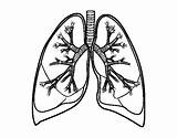 Pulmones Polmoni Bronquios Lungs Poumons Bronchi Bronche Pulmons Throat Colorir Dibuix Umano Pulmoes Cuerpo Desenhos Acolore Stampare Line sketch template