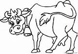 Kuh Vache Ausmalbilder Ausmalbild Coloring4free Coloriage Cows Dessin 1185 Kleurplaat Kuhkopf Lelaki Colorat Coloriages Tiere Kleurplaten Perhatian Coloringpages7 Colorier Desene sketch template