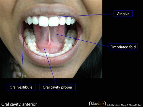 oral cavity learning objectives bluelink