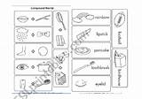 Compound Words Worksheet Preview sketch template