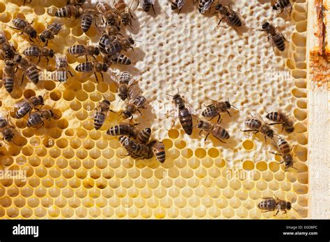 queen bee centre  capped honey   places  lay eggs stock photo royalty