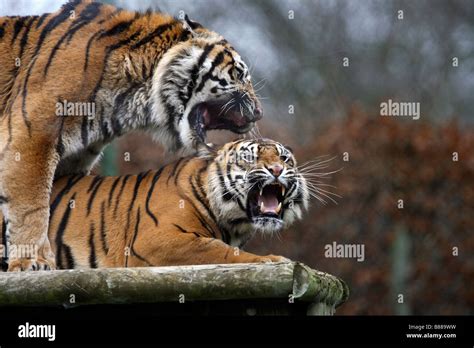 tigers fighting stock photo alamy