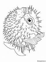 Vissen Colorare Fisch Pesce Ausmalbilder Dieren Malvorlagen Malvorlage Animali Poissons Vis Pez Globo Palla Mewarnai Ikan Animasi Pesci Bewegende Bergerak sketch template