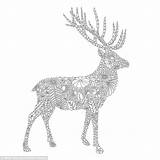 Coloring Stag Colouring Adults Drawings Books Millie Marotta Line Animal Book Detailed Sells Fauna Artist Designlooter 500k Copies Queen 68kb sketch template